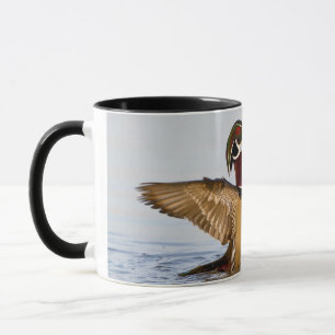 Caneca Pato-carolino macho batendo asas em área úmida