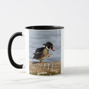 Caneca Pato-de-madeira sobre tronco em área úmida