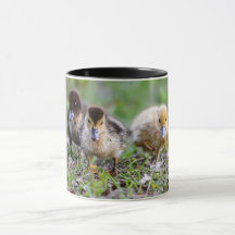 Patos De Muscovagem De Triplet Bonitos Correndo