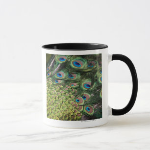 Caneca Pavão masculino (cristatus do Pavo) que indica a