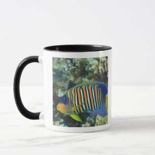 Caneca Peixe-anjos-regio juvenil Pygoplites