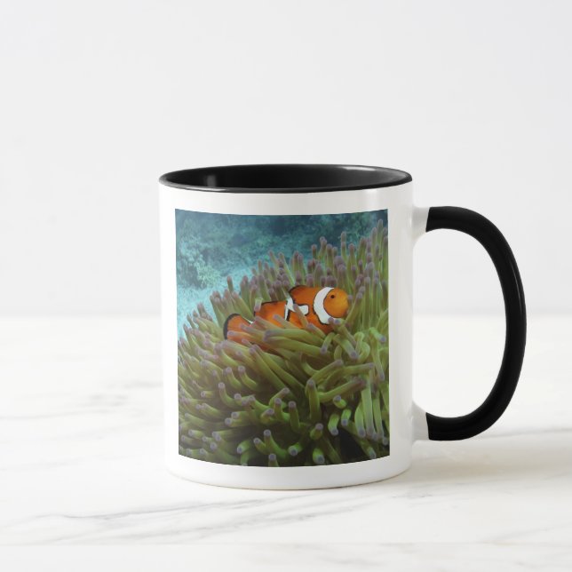 Caneca Peixe-palhaço-ocidental ( Amphiprion ocellaris ) (Direita)