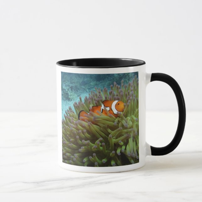 Caneca Peixe-palheiro ocidental ( Amphiprion ocellaris ) (Direita)