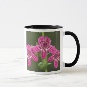 Caneca Penstemon Escarlate, Penstemon triflorus,
