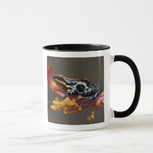 Caneca Peru, Floresta Amazônica Peruana. Sapo Veneno