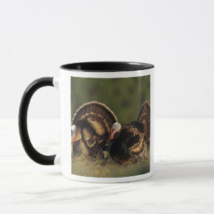 Caneca Peru Selvagem, Meleagris gallopavo,machos