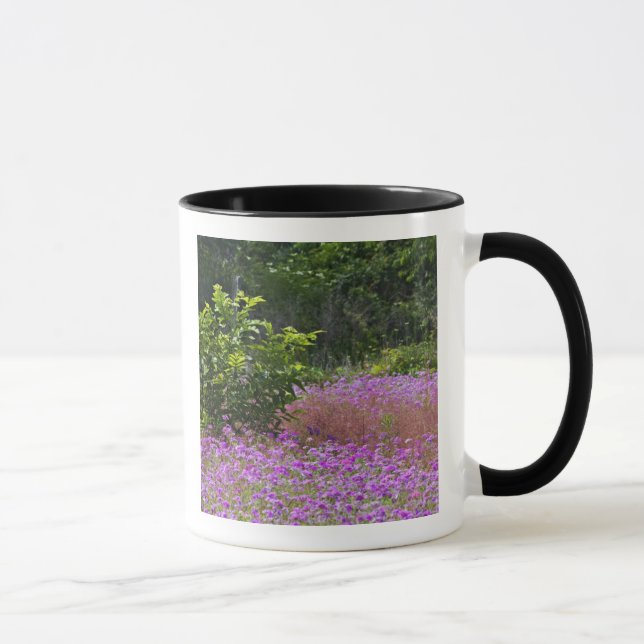 Caneca Phlox de Drummond, Phlox drummondi, Hilton Head (Direita)