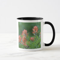 Pincel Indiano, Castilleja miniata, Ouray,