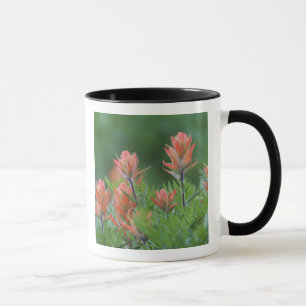 Caneca Pincel indiano, Castilleja miniata, Ouray,