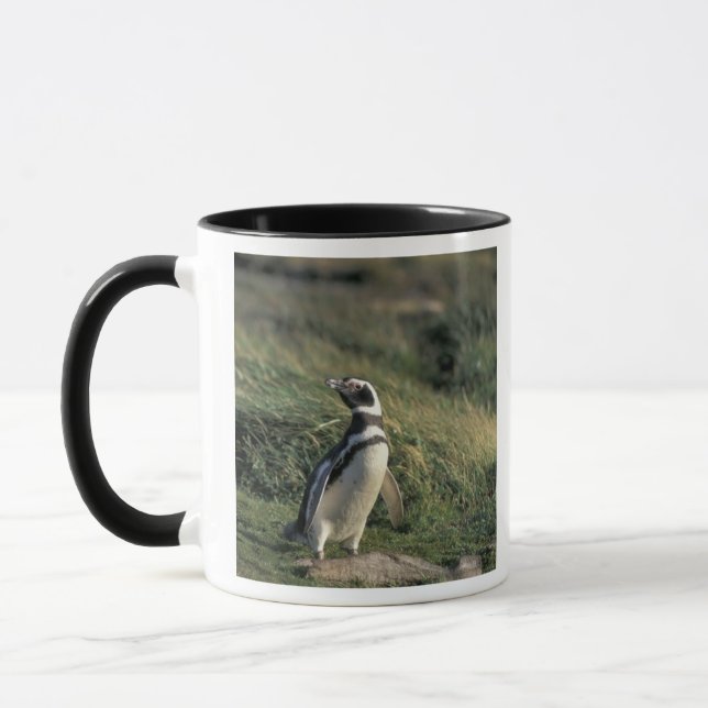 Caneca Pinguim-maglânico (Sfeniscus magellanicus), (Esquerda)