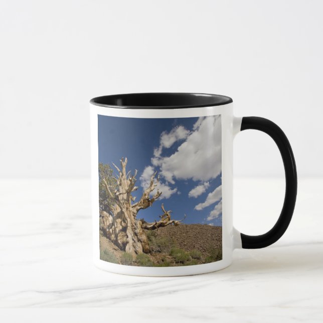 Caneca Pinheiro Bristlecone na Floresta Antiga Bristlecon (Direita)
