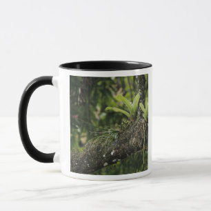 Caneca Pinho Rosa, Bletia purpurea, florindo em Manga