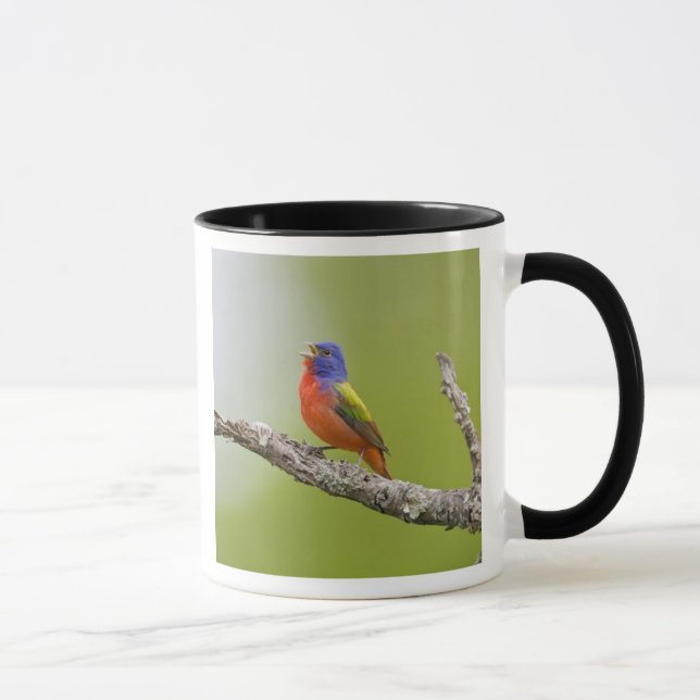 Caneca Pintassilgo-de-cabeça-castanha (Passerina ciris) m (Direita)