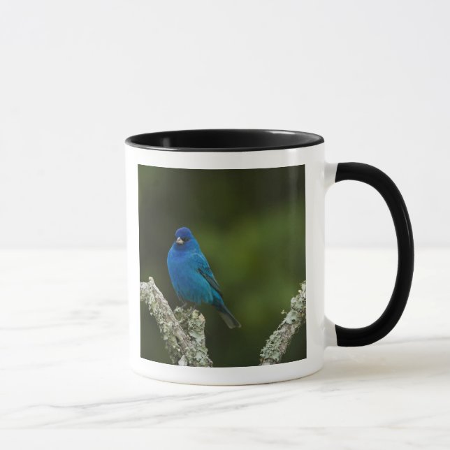 Caneca Pintassilgo Índigo, Passerina cyanea, Costeiro (Direita)