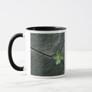 Caneca Planta que cresce em Boulder rachado