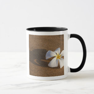 Caneca Plumeria em praia arenosa, Maui, Havaí, EUA