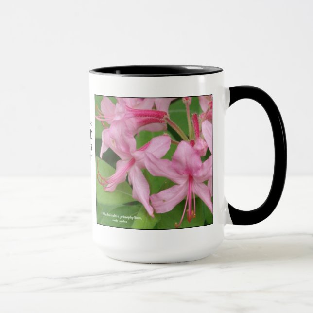 Caneca Prinophyllum do rododendro, azálea adiantada (Direita)