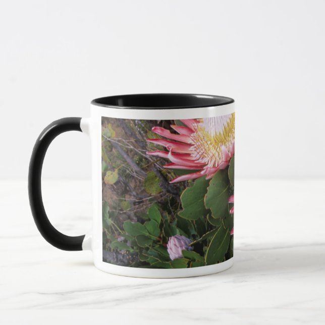Caneca Protea-rei (Protea Cynaroides), Helderberg (Esquerda)