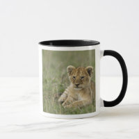 Quênia, Reserva de Caça Masai Mara. Leão Africano