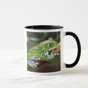 Caneca Rã-arbórea de Olho Grande, Leptopelis vermiculatus