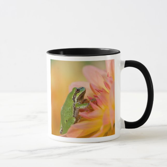 Caneca Rã-arbórea do Pacífico em flores no nosso jardim,  (Direita)