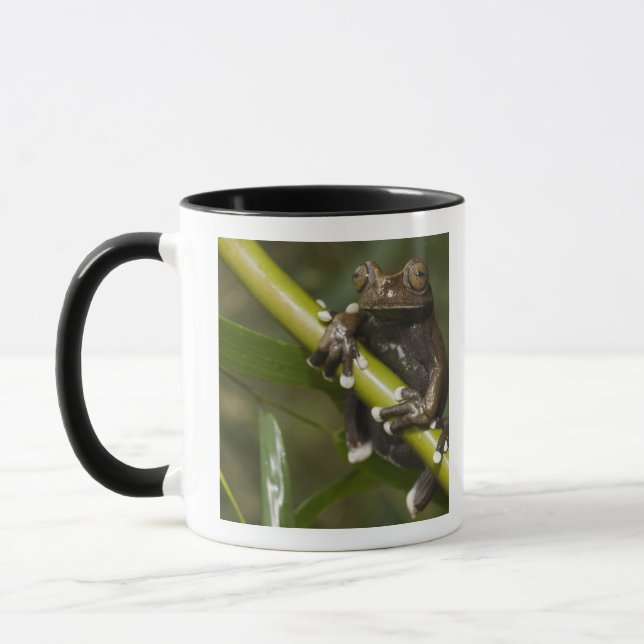Caneca Rã-árvore Cativa Tapichalaca Hyloscirtus 2 (Esquerda)