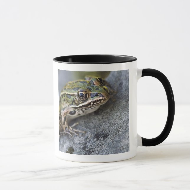 Caneca Rã-leopardo-do-norte, Ilha Transparente, (Direita)