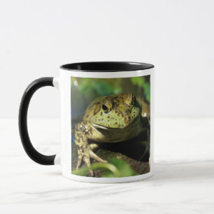 Caneca Rã-touro.