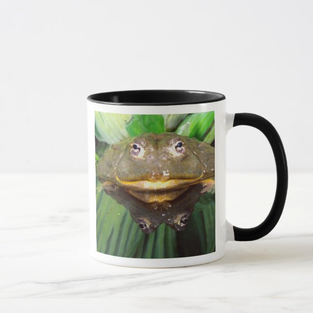 Caneca Rã-Touro-Africana, Pyxicephalus 2 (Direita)