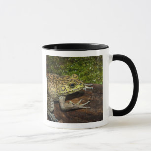 Caneca Rã-touro, Rana catesbeiana