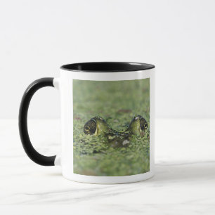 Caneca Rã-touro, Rana catesbeiana, adulta em lentilha-d'á