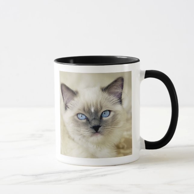 Caneca Ragdoll kitten (Direita)