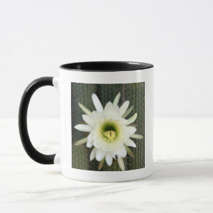 Caneca Rainha Da Flor Noturna De Cactus, Região De Karoo