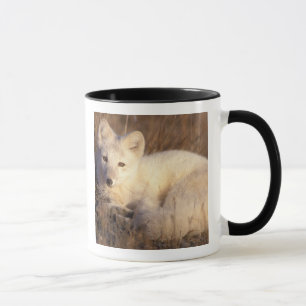 Caneca raposa-do-ártico, Alopex lagopus