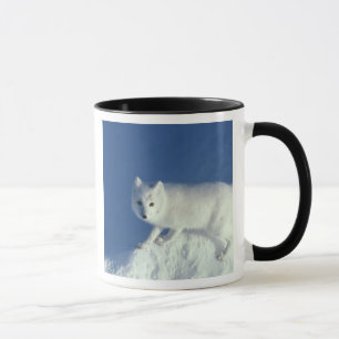 Caneca Raposa-do-ártico Alopex lagopus) Uma raposa-do-árt