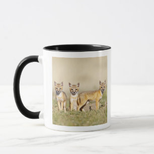 Caneca Raposa Veloz (Vulpes macrotis) jovem na toca da co