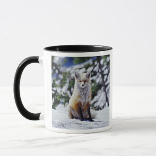 Caneca Raposa Vermelha sentada no banco de neve, Vulpes,