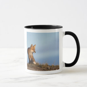 Caneca raposa-vermelha, Vulpes vulpes