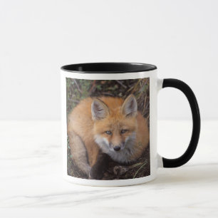 Caneca raposa-vermelha, Vulpes vulpes, em cores de outono