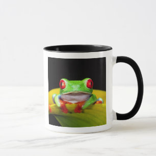 Caneca Red Eye Treefrog, Agalychinis callidryas, Nativo