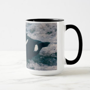 Caneca Rei ártico Êider Homem Foto das aves aquáticas 