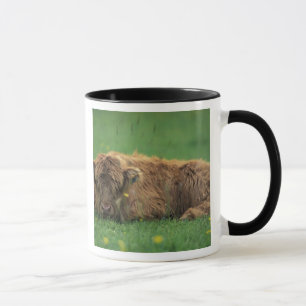 Caneca Reino Unido, Escócia. Bezerro das Terras Altas
