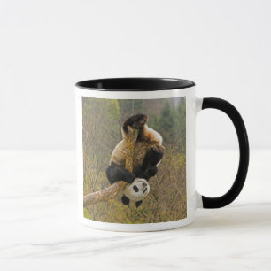 Caneca Reserva de Pandas Wolong, China, 2 1/2 anos de ida