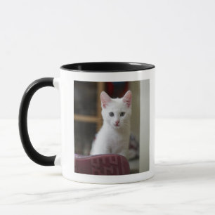 Caneca Retrato de um gatinho branco, Sweden.