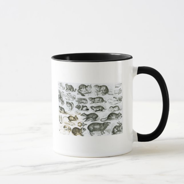 Caneca Rodentia-Roedores ou animais de roedura (Direita)