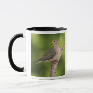 Caneca Rórola, Zenaida macroura
