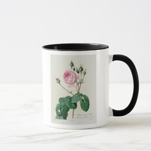 Caneca Rosa Centifolia Bullata (Direita)