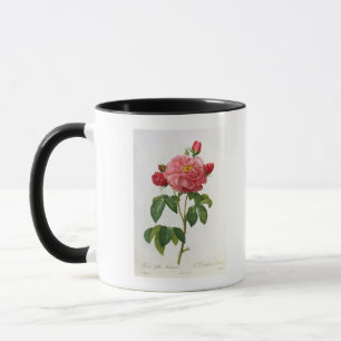 Caneca Rosa Gallica Aurelianensis