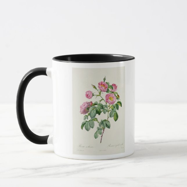 Caneca Rosa Mollissima, 'dos rosas de Les (Esquerda)