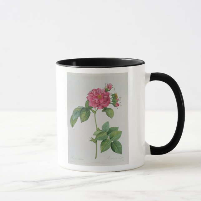 Caneca Rosa Turbinata, de, Les Roses', Vol 1, 1817 (Direita)